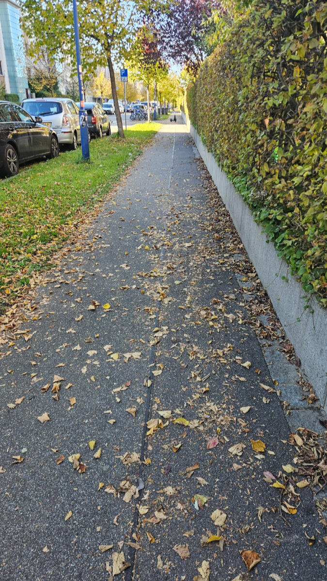 Mit Laub bedeckter Gehweg vor der Außenreinigung in Freiburg